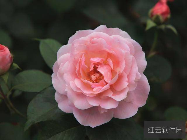 护花倾情，一部温情与感动交织的经典之作