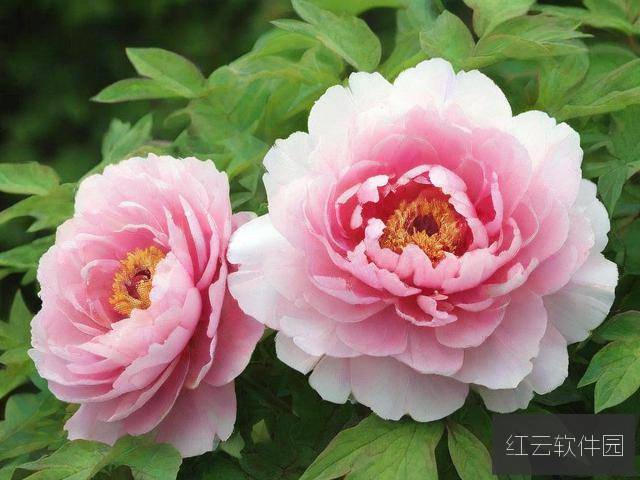 国色天香在线视频，传统文化的数字化传承新路径