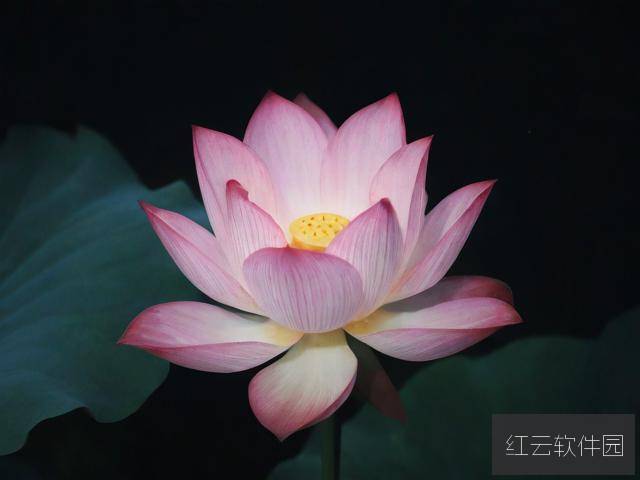 夜半莲开,解读女性精神觉醒的隐秘时刻