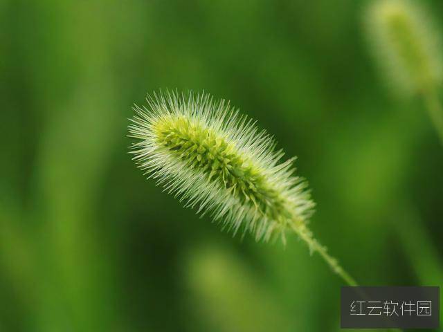 国产久久草在线视频,探索与反思
