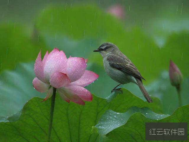 雨荷湾的守护者