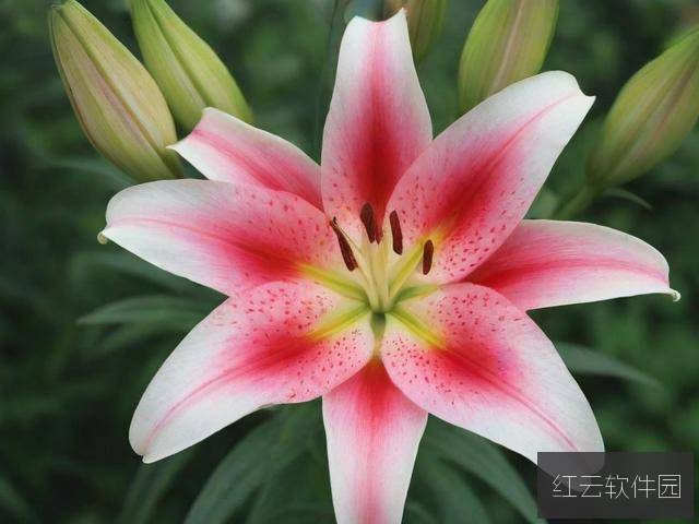 百合如何打造爆款运动视频教程？从策划到剪辑的全流程攻略