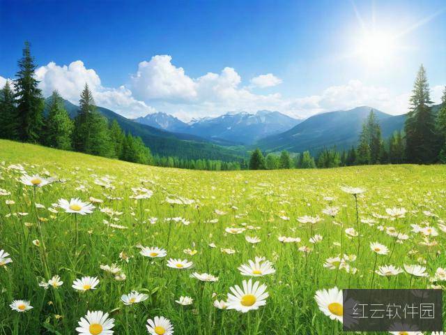 野花高清在线视频免费看，探索自然之美的视觉盛宴