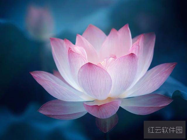 女性半夜莲花开放的治疗方法探析